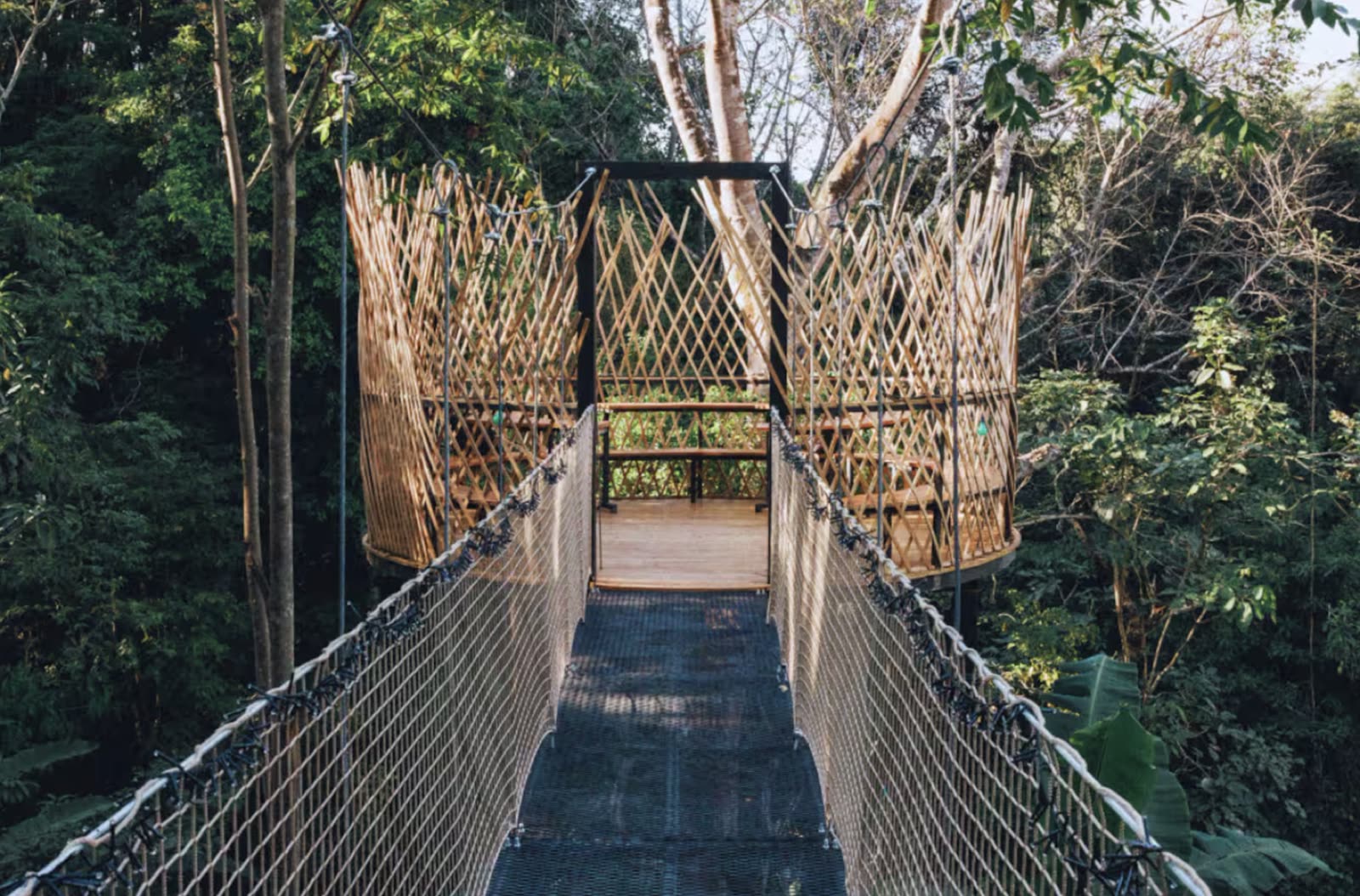 The rope bridge through the canopy