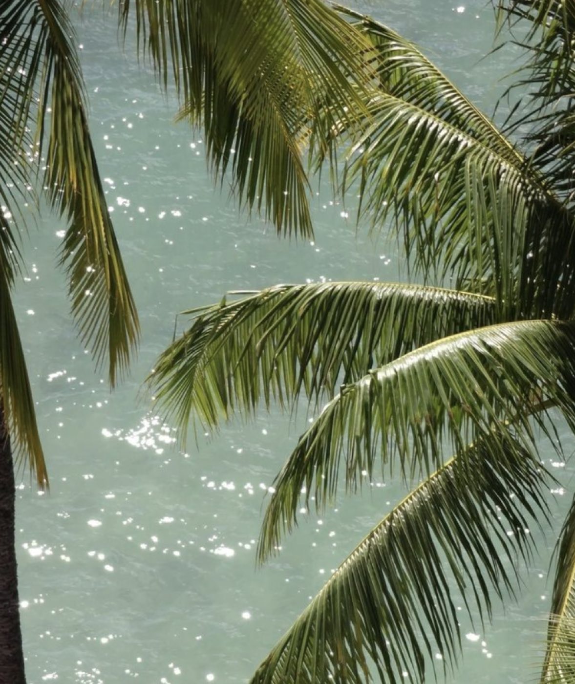Palm fronds in the light